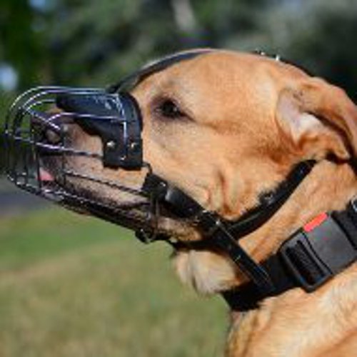 The Best Dog Basket Muzzle for Golden Retriever Muzzle Size